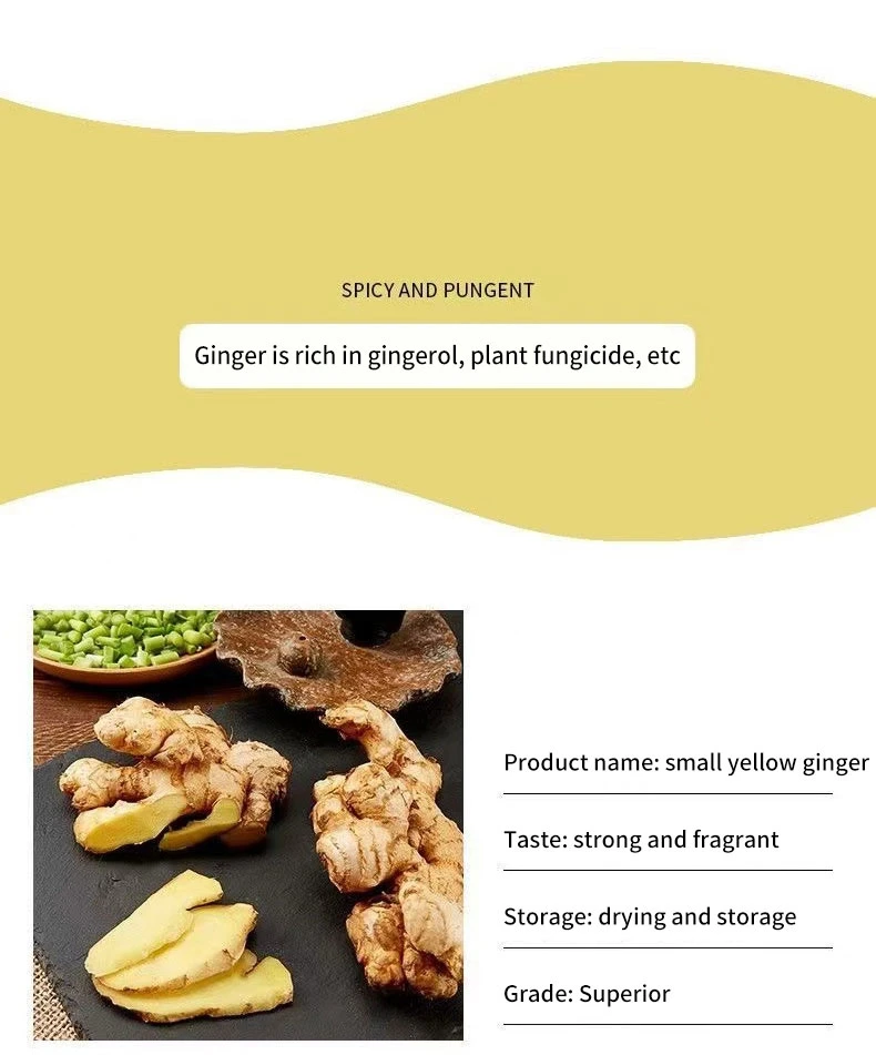 Ginger Fresh Ginger Export Organic Ginger Fresh Ginger Fresh Vegetable Conventional Ginger with High Quality