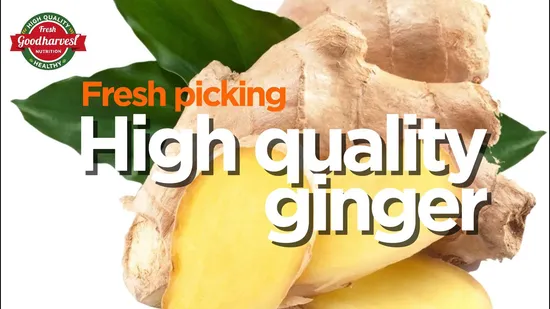 Wholesale Organic 100% Natural High Quality Pure Fresh Ginger Cheap Price High Quality Organic Ginger Fresh Ginger Conventional Ginger