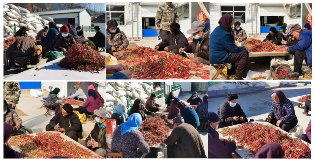 China Paprika Chilli Factory Supply Dried Chili Peppers