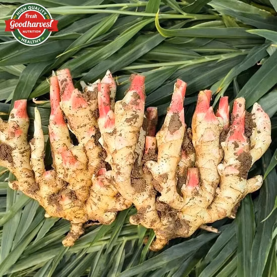 Wholesale Organic 100% Natural High Quality Pure Fresh Ginger Cheap Price High Quality Organic Ginger Fresh Ginger Conventional Ginger
