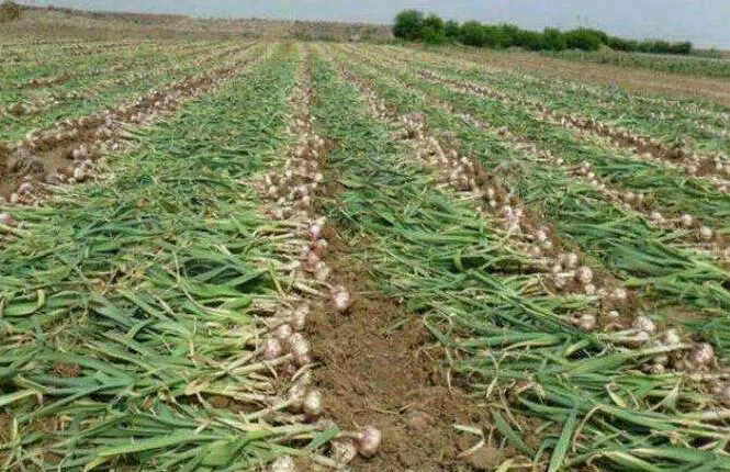 Bulk Wholesale Snacks Garlic Vacuum Fried Garlic Cloves