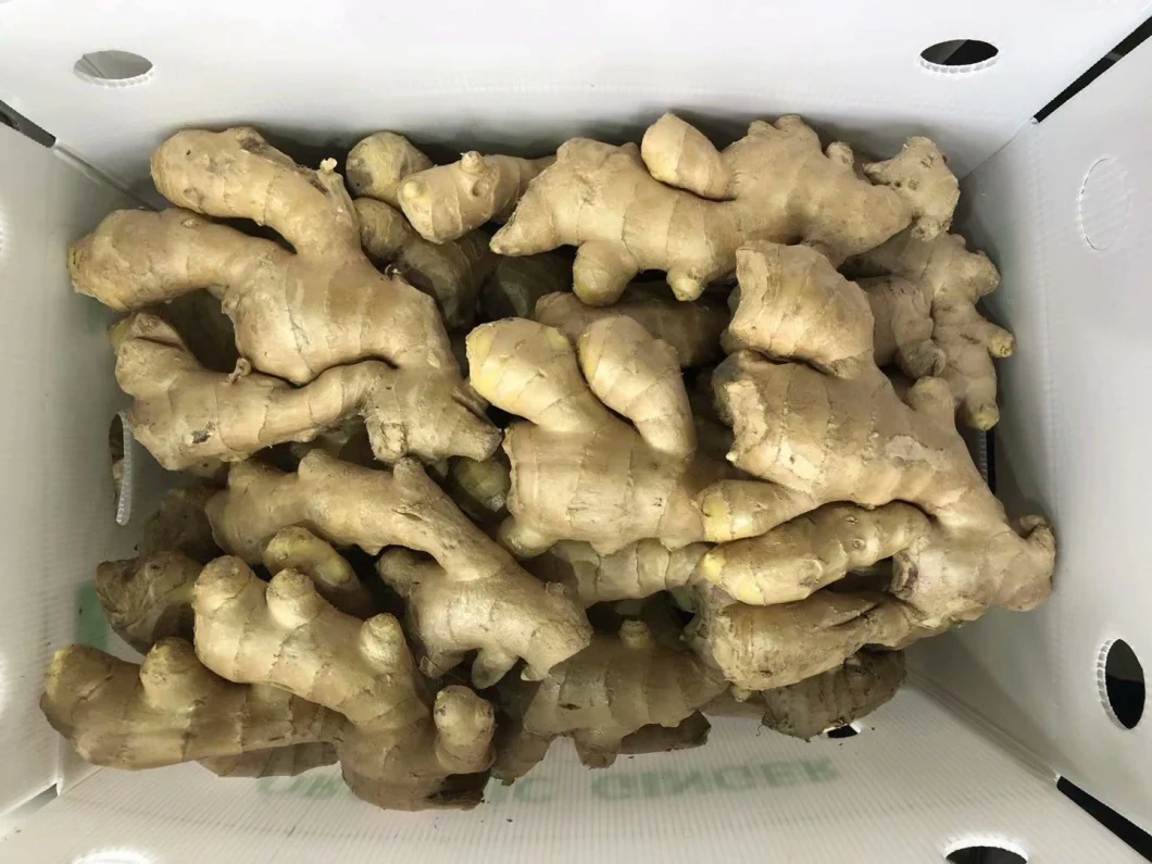 New Crop High Quality Fresh Air Dried Ginger Food From China Shandong