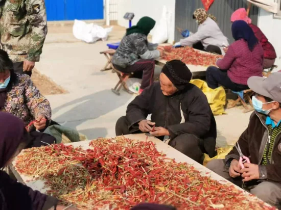 Directement fourni depuis le lieu d'origine, plusieurs variétés de piment séché peuvent être sélectionnées.