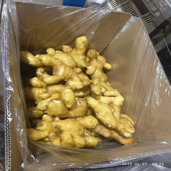Fournir une bonne qualité chinois frais/séché à l'air/ gingembre biologique