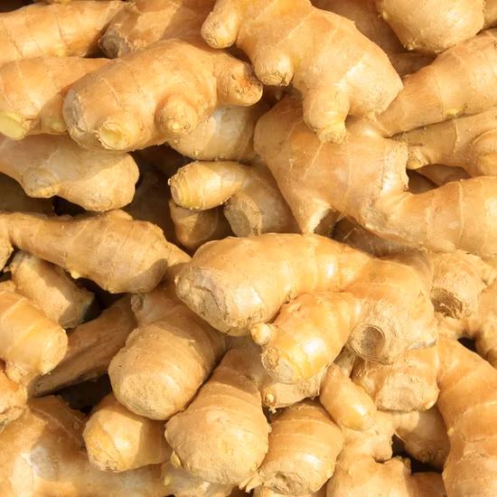 Poudre de racine de gingembre d'approvisionnement d'usine